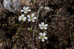 Pitcher's stitchwort